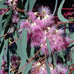 eucalyptus tree in flower